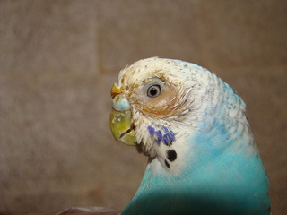 Veterinarian examining a bird
Budgie parrot
Inflammation of the nose and Sinusitis in birds;...