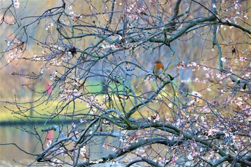 winter blossom robin bird 