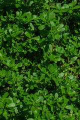 Fresh juicy summer vegetation with leaves