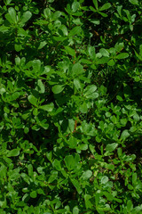 Fototapeta premium Fresh juicy summer vegetation with leaves