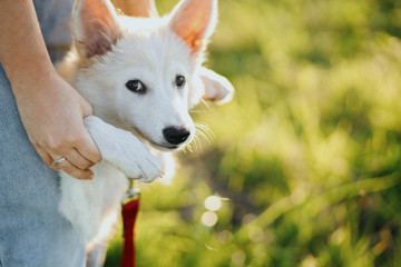 Woman holding cute white puppy in warm sunset light in summer meadow. Girl holding adorable fluffy puppy in hands close up. Adoption concept, copy space