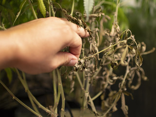 Dead cannabis branch from lack of light