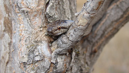 Snake on the tree.
Smooth Snake (Coronella austriaca) is a non venomous colubrid species found in northern & central Europe
Veterinarian exotic.
Veterinarian wildlife.
veterinary medicine. 