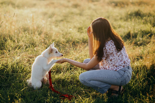 Adorable fluffy puppy giving paw to girl owner and having treat. Woman training cute white puppy to behave  in summer meadow in warm sunset light. Adoption concept