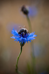 bee on a flower