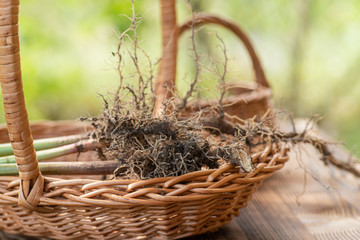 Valerian roots close-up. Collection and harvesting of plant parts for use in traditional and...