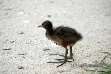 Moorhen chick (Gallinula chloropus)