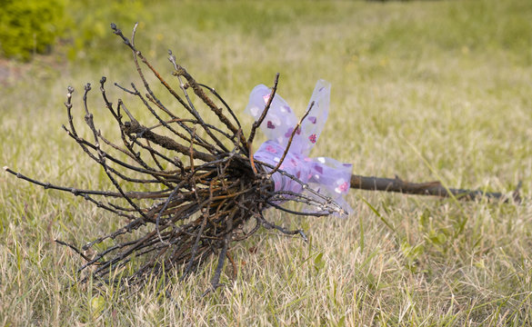 purple handmade witch's broom lying on grass.