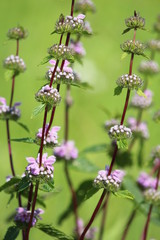 Beautiful flowers of Phlomoides tuberosa on a sunny green meadow in the summer afternoon on a blurred green background 