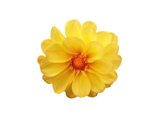 Yellow dahlia on white isolated background