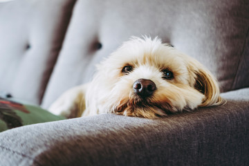 Petit chien beige couché sur le canapé dans la maison