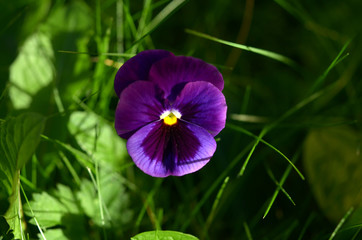 beautiful cosmic purple pansy flower close up on green grass background

