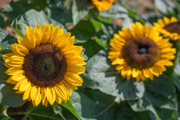 Naklejka premium field of sunflowers