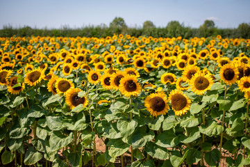 Obraz premium field of sunflowers