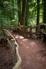 path in the woods in Magical fairy moss dark Forrest