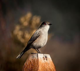 CREA CONEXION CON LA NATURALEZA