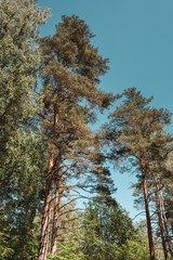 Obraz premium pine forest, blue sky, sunny summer day