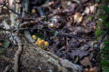 wild mushrooms in the forest