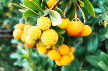 Strawberry tree fruit and foliage background. Natural background. Summer green garden.