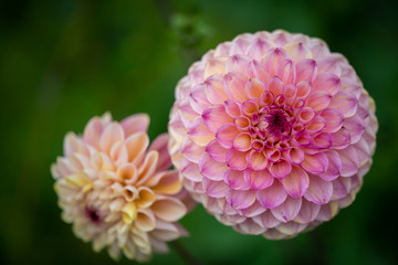 pink dahlia flower