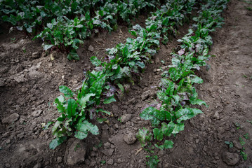 Row of green young beet leaves growth in organic farm. Fresh organic red beets. Natural organic vegetables.