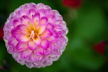 Obraz premium pink flower in the garden