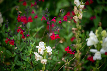 red and white flowers
