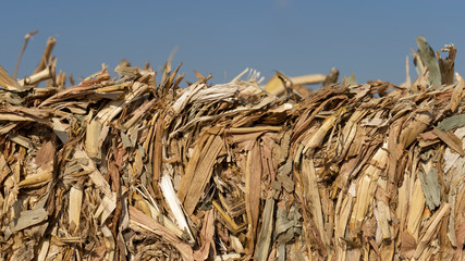 Stubble corn in a corn field