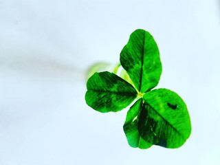 four leaf clover isolated on white