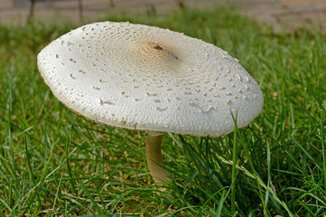 Wide White Mushroom in Backyard, Top