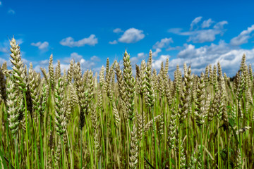 green unripe ears of wheat against the sky close-up. selective focus