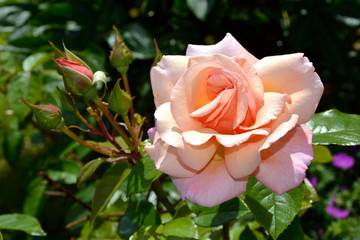 Close-up of a large rose. Ornamental shrubs during the flowering period in the garden.