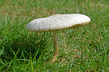 Wide White Mushroom in Grass 