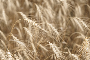 Wheat fields. Ears of golden wheat close up. Beautiful nature.Rich harvest concept. Label design