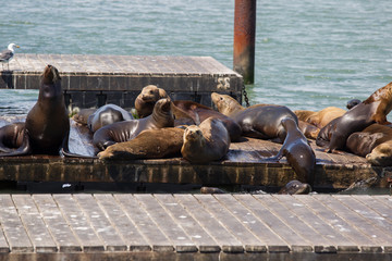 sea lions family in San Francisco harbor