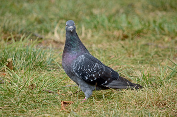 Pigeon on Grass Looking at Camera 