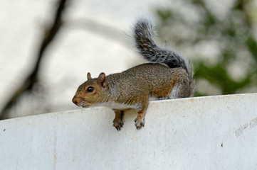 Squirrel on White Fence, Ready to Jump