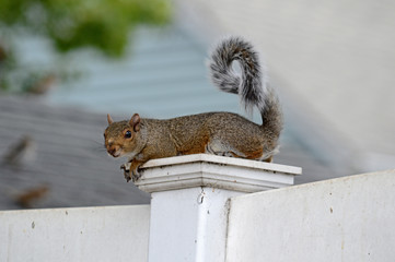 Squirrel Lying on White Fence