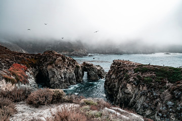 Foggy Point Lobos Shoreline