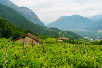 Fototapeta na wymiar Landscape in Valsugana near Vigolo Vattaro at summer