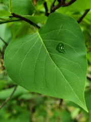 green leaf with water drops