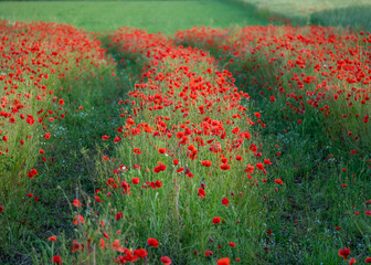 Flowers Red poppies blossom on wild field. Beautiful field red poppies with selective focus. Red...