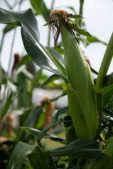 Corn farm shot. A corn fruit in foreground as main subject.