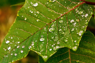 Folha Molhada IMG_3199