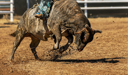 Cowboy Bull Riding A Bucking Bull