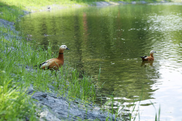 red duck in the park close up