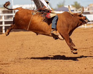 Bull Riding At Country Rodeo