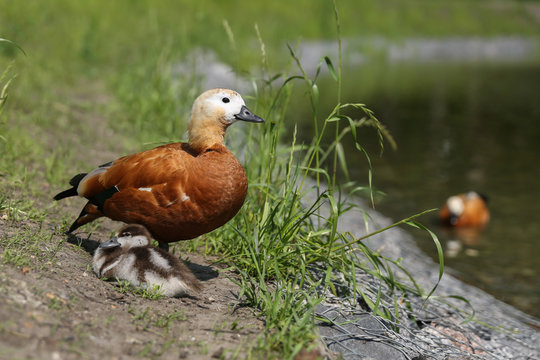 Red Duck In The Park Close Up