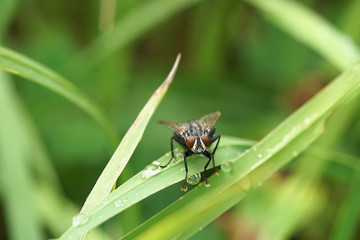 Nahansicht einer grauen Fleischfliege