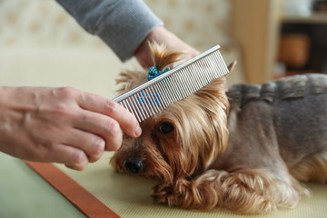 dog grooming close up. groomer's hands working with dog